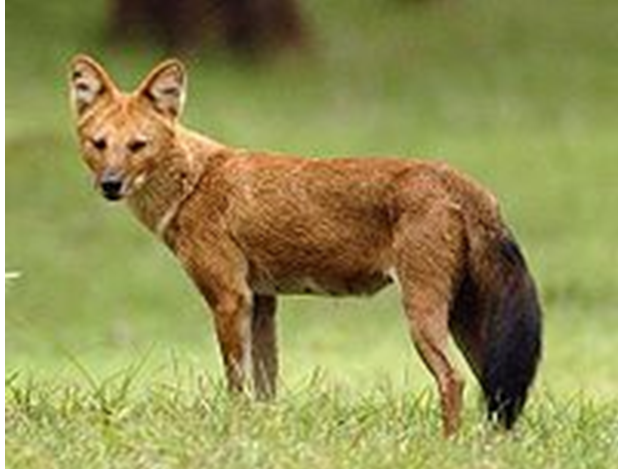 Mammal